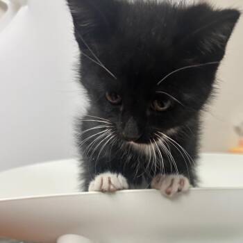 Scottie -  Domestic Short Hair Cat for Adoption in Uniontown, Pennsylvania - Scottie | PetCurious