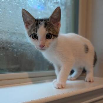 Jose & Mia -  Domestic Short Hair Cat for Adoption in Liverpool, Texas - Jose & Mia | PetCurious