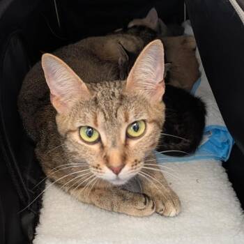 Nina -  Domestic Short Hair Cat for Adoption in Clearwater, Florida - Nina | PetCurious