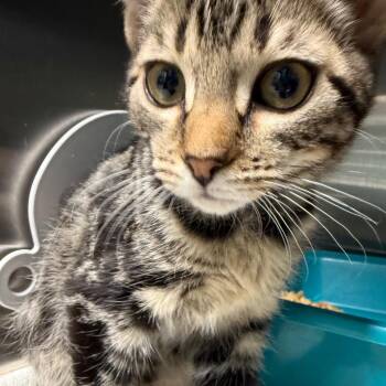 Rowdy -  Domestic Short Hair Cat for Adoption in Lakeland, Florida - Rowdy | PetCurious