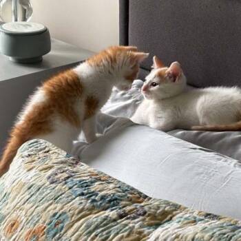 Ethel -  Domestic Short Hair Cat for Adoption in Knoxville, Tennessee - Ethel | PetCurious
