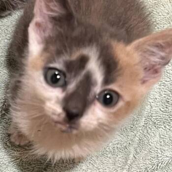 Bingo (previously Sam) -  Domestic Short Hair Cat for Adoption in Newark, New Jersey - Bingo (previously Sam) | PetCurious