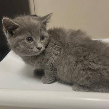 Beans -  Domestic Short Hair Cat for Adoption in Oak Park, Illinois - Beans | PetCurious