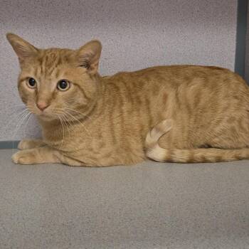 Creamsicle -  Domestic Short Hair Cat for Adoption in Cedar Rapids, Iowa - Creamsicle | PetCurious