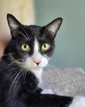 Domestic Short Hair Cats Available for Adoption - Monks | PetCurious