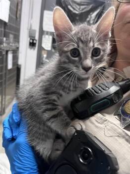 BIRCH -  Domestic Short Hair Cat for Adoption in Alameda, California - BIRCH | PetCurious