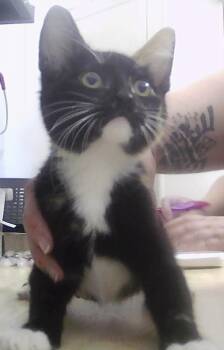Calista -  Domestic Short Hair Cat for Adoption in Dayton, Minnesota - Calista | PetCurious