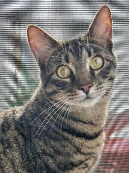 Domestic Short Hair Cats Available for Adoption in Plano, Texas - Tiny Tim | PetCurious