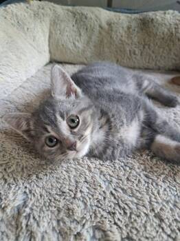 Moth -  Domestic Short Hair Cat for Adoption in Lovingston, Virginia - Moth | PetCurious