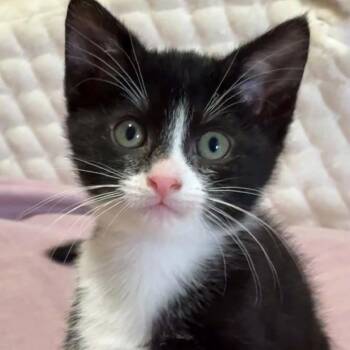 Maddie -  Domestic Short Hair Cat for Adoption in Bentonville, Arkansas - Maddie | PetCurious