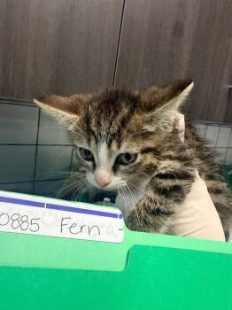 Fern -  Domestic Short Hair Cat for Adoption in Huntington, Indiana - Fern | PetCurious