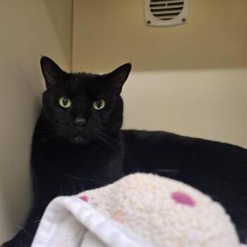 Domestic Short Hair Cats Available for Adoption - Bandit | PetCurious