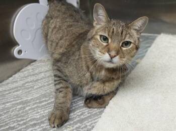 CRUNCHY -  Domestic Short Hair Cat for Adoption in Phoenix, Arizona - CRUNCHY | PetCurious