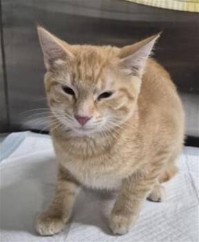 NALA -  Domestic Short Hair Cat for Adoption in Pensacola, Florida - NALA | PetCurious