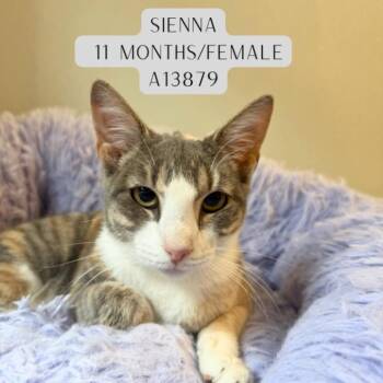 Domestic Short Hair Cats Available for Adoption - Sienna | PetCurious