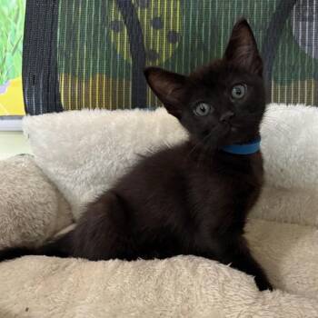 Domestic Short Hair Cats Available for Adoption - Frankie | PetCurious