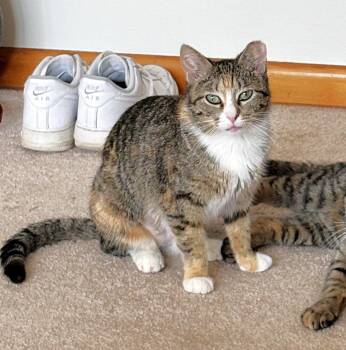 Leanna (Annie) -  Tabby and Domestic Short Hair Cat for Adoption in Lombard, Illinois - Leanna (Annie) | PetCurious