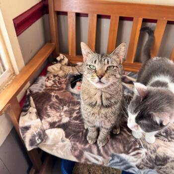Domestic Short Hair Cats Available for Adoption in Portage, Michigan - Sophie | PetCurious