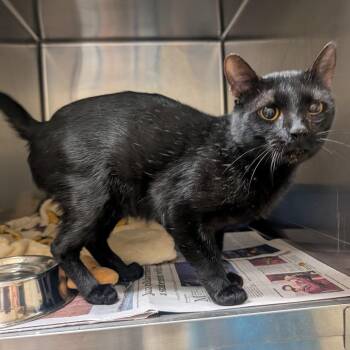 Gollum -  Domestic Short Hair Cat for Adoption in Galveston, Texas - Gollum | PetCurious