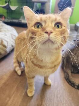 Tender Heart Bear -  Domestic Short Hair Cat for Adoption in Evansville, Indiana - Tender Heart Bear | PetCurious