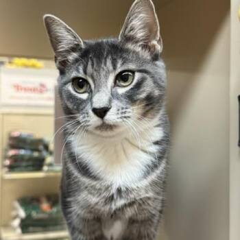 Shadow -  Domestic Short Hair Cat for Adoption in Richmond, Virginia - Shadow | PetCurious