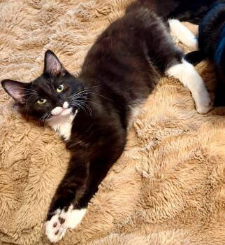 Destroyer of Worlds -  Domestic Medium Hair Cat for Adoption in Salisbury, Maryland - Destroyer Of Worlds | PetCurious
