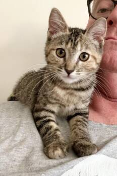 Rescue Tabby and Domestic Short Hair Cats for Adoption in Tustin, California - Jack | PetCurious