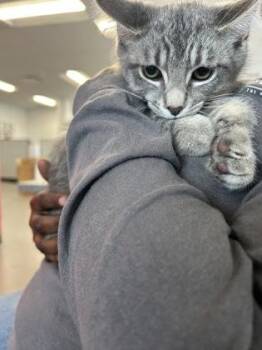 Mariposa -  Domestic Short Hair Cat for Adoption in West Chester, Pennsylvania - Mariposa | PetCurious