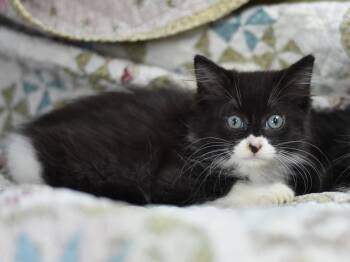 Domestic Medium Hair Cats Available for Adoption in Montgomery, Texas - Boo | PetCurious
