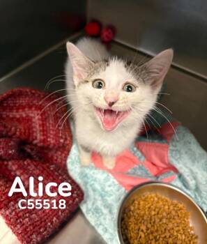 Alice -  Domestic Short Hair Cat for Adoption in Clarksville, Tennessee - Alice | PetCurious