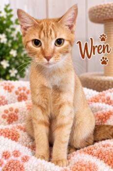Wren -  Domestic Short Hair Cat for Adoption in Dalton, Georgia - Wren | PetCurious