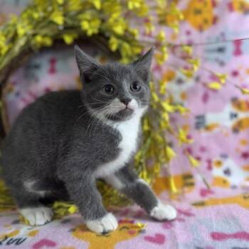 Tomato Basil -  Domestic Short Hair Cat for Adoption in Toms River, New Jersey - Tomato Basil | PetCurious