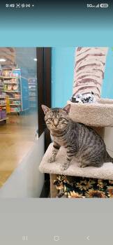 Mr. Cool -  Domestic Short Hair Cat for Adoption in Wheaton, Illinois - Mr. Cool | PetCurious