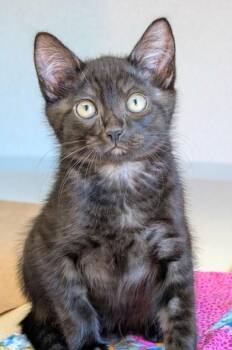 Thrombocyte -  Domestic Short Hair Cat for Adoption in Bellevue, Washington - Thrombocyte | PetCurious