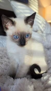 Enya -  Siamese and Domestic Short Hair Cat for Adoption in Campbell, California - Enya | PetCurious