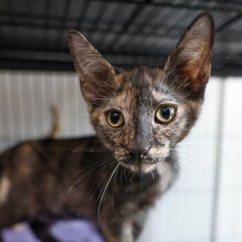 Disney -  Domestic Short Hair Cat for Adoption in Bradenton, Florida - Disney | PetCurious