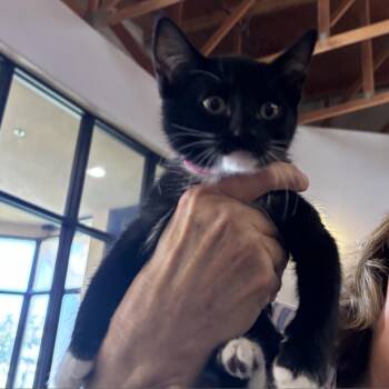 Trinket -  Domestic Medium Hair Cat for Adoption in Goleta, California - Trinket | PetCurious