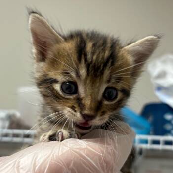 Rescue Domestic Short Hair Cats for Adoption in Yuma, Arizona - Lil Man | PetCurious