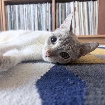 Goodall -  Domestic Short Hair Cat for Adoption in Los Angeles, California - Goodall | PetCurious