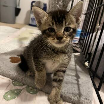 Jake (the Dog) -  Domestic Short Hair Cat for Adoption in Roswell, Georgia - Jake (the Dog) | PetCurious