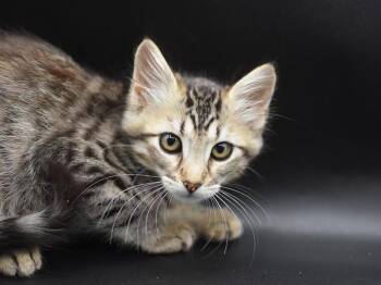 Lulu -  Domestic Medium Hair Cat for Adoption in Portland, Oregon - Lulu | PetCurious