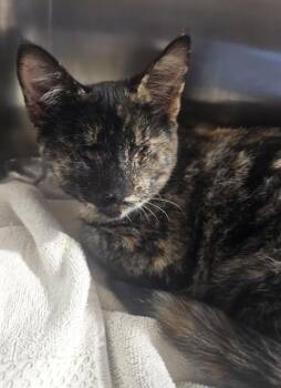 Rescue Domestic Short Hair Cats for Adoption in Long Beach, California - HELEN | PetCurious