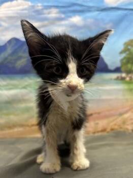Lauren -  Domestic Short Hair Cat for Adoption in San Antonio, Texas - Lauren | PetCurious