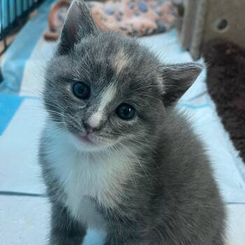 Grace -  Domestic Short Hair Cat for Adoption in Harrisonburg, Virginia - Grace | PetCurious
