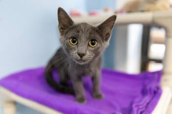 Rescue Russian Blue Cats for Adoption in Chicago, Illinois - Star | PetCurious