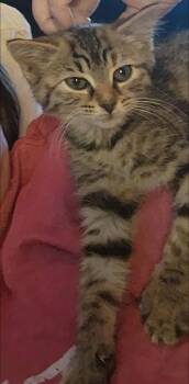 Rescue Tabby Cats for Adoption in Clarksville, Tennessee - Celaena SKS | PetCurious