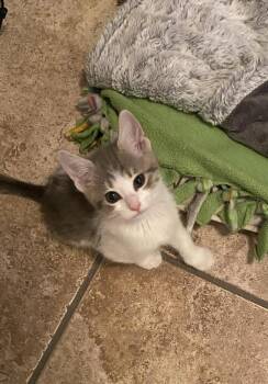 Bahama -  Domestic Short Hair Cat Available for Adoption in Tucson, Arizona - Bahama | PetCurious