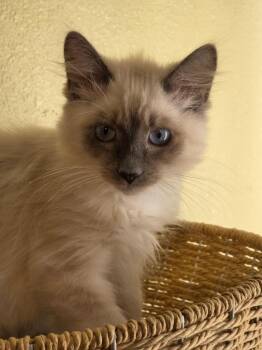 Allen Bauer (with Everly) -  Domestic Short Hair Cat for Adoption in Shelton, Washington - Allen Bauer (with Everly) | PetCurious