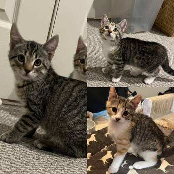 Penelope, Philippa, Prudence -  Tabby Cat for Adoption in Avondale, Pennsylvania - Penelope, Philippa, Prudence | PetCurious