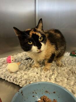 Domestic Short Hair and Calico Cats Available for Adoption in Oakdale, California - Noodle | PetCurious